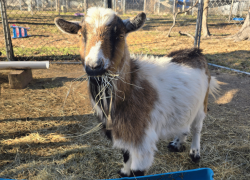Goats and Donkeys