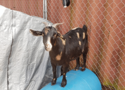 Goats and Donkeys