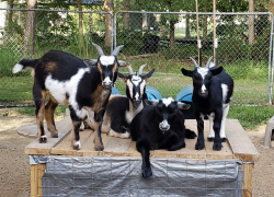 Goats and Donkeys