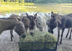Goats and Donkeys