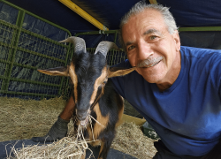 Goats and Donkeys