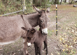 Goats and Donkeys