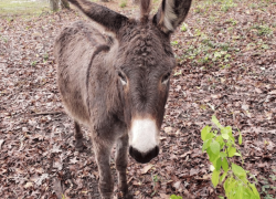Goats and Donkeys