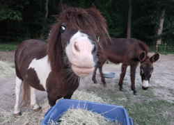 Goats and Donkeys