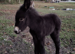 Goats and Donkeys