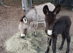 Goats and Donkeys