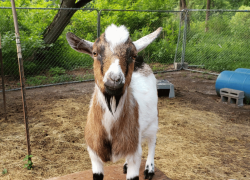 Goats and Donkeys