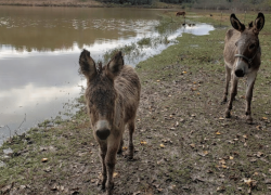 Goats and Donkeys