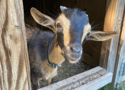 Goats and Donkeys