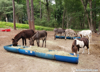 Hay Feeder For Horses and Donkeys