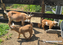 Goats and Donkeys