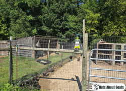 RESCUE Big Bag Fly Trap