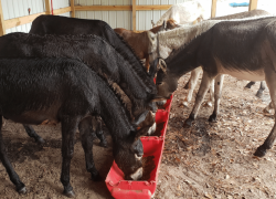 Plastic Drum Donkey Feeder