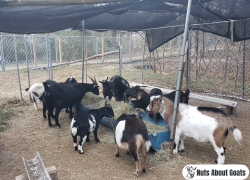 Goat Hay Feeder