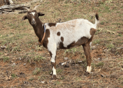 Western North Carolina
