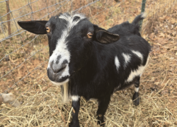 Western North Carolina