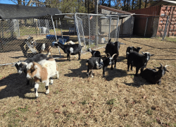 Western North Carolina