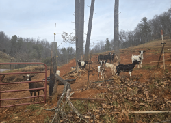 Western North Carolina