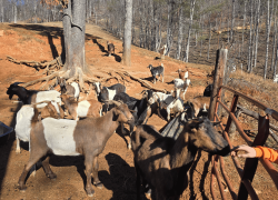 Western North Carolina