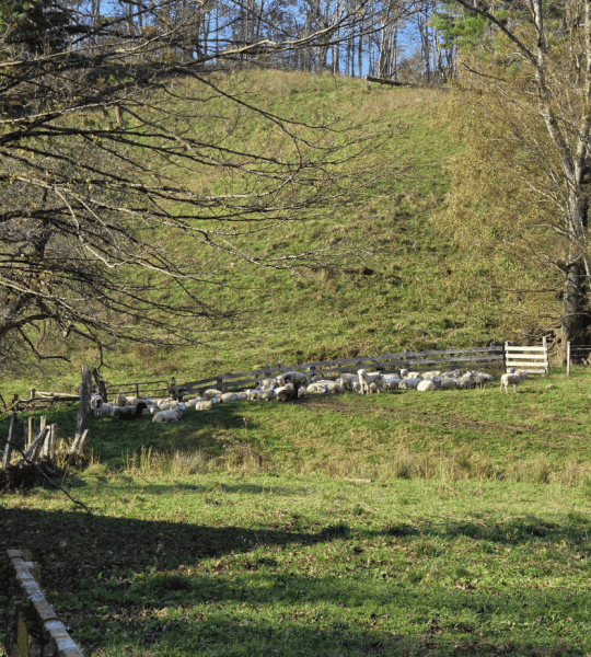 Western North Carolina