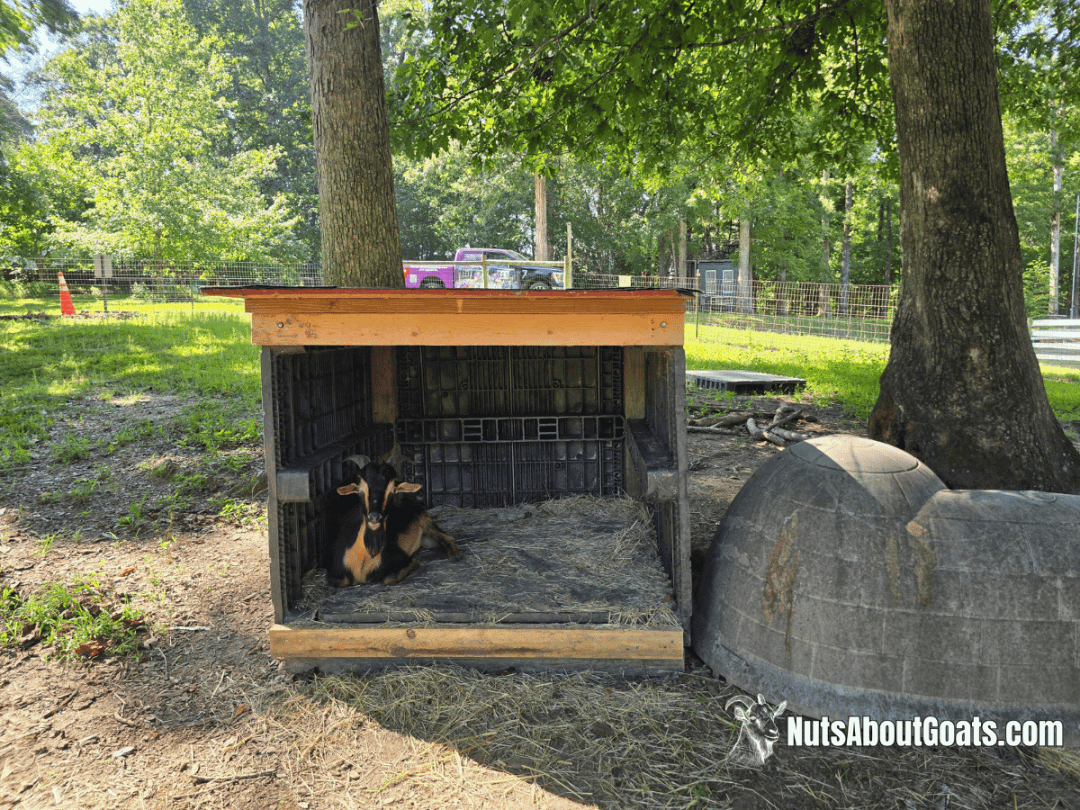 goat shelter with plastic pallets