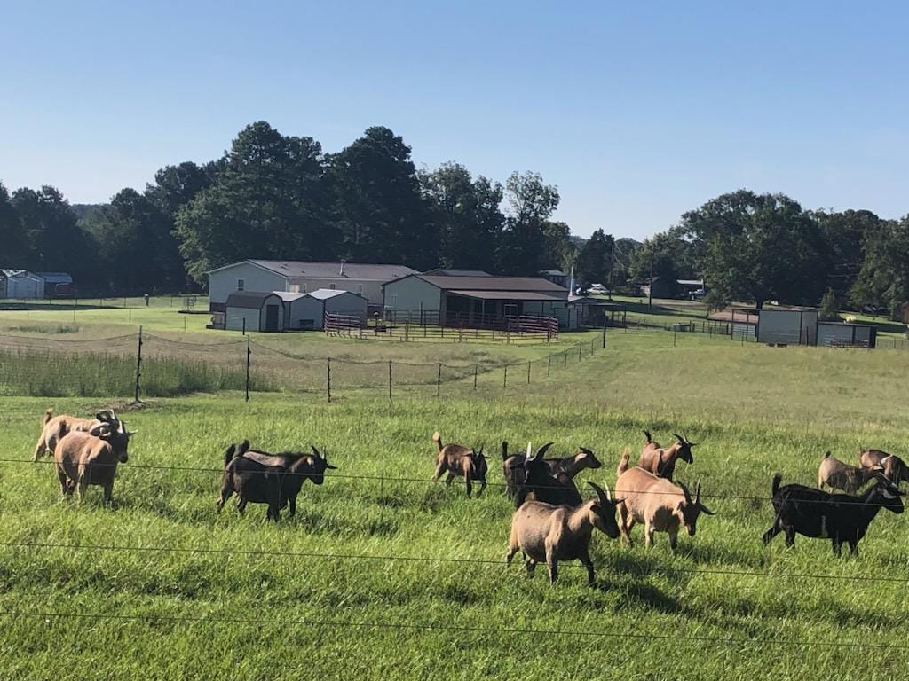 goats in a pasture