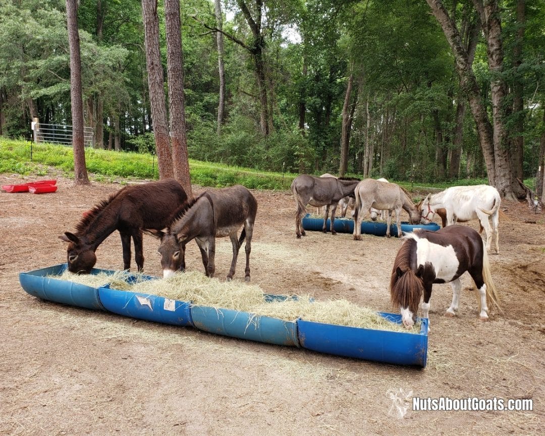 hay feeder for horses