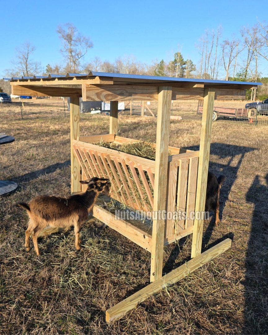 hay feeder nuts about goats